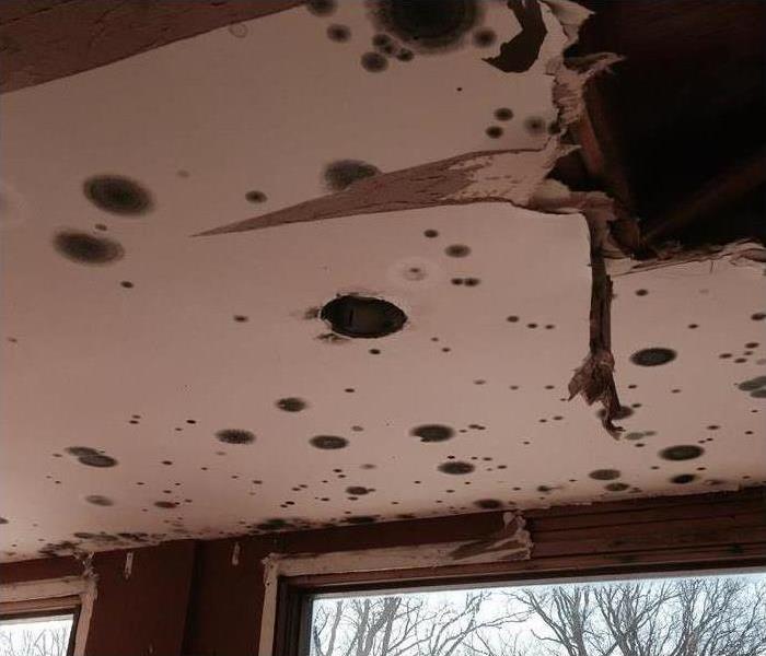 Black spots of mold on a ceiling